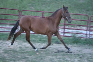 Horses Oct. 11 048